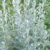 pelynas