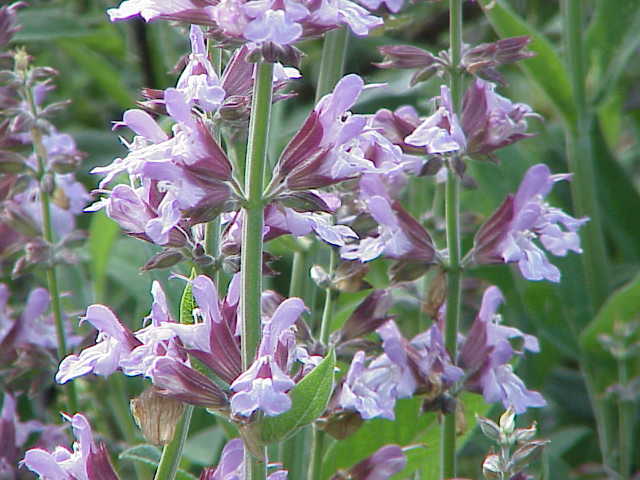 salavijas